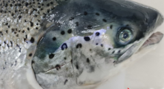 Cá hồi tươi Na Uy tiêu chuẩn ăn Sashimi